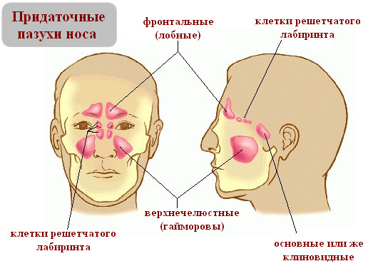 Пазухи околоносовые