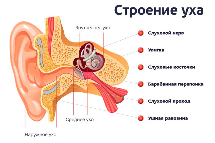 Отоларинголог ЛОР