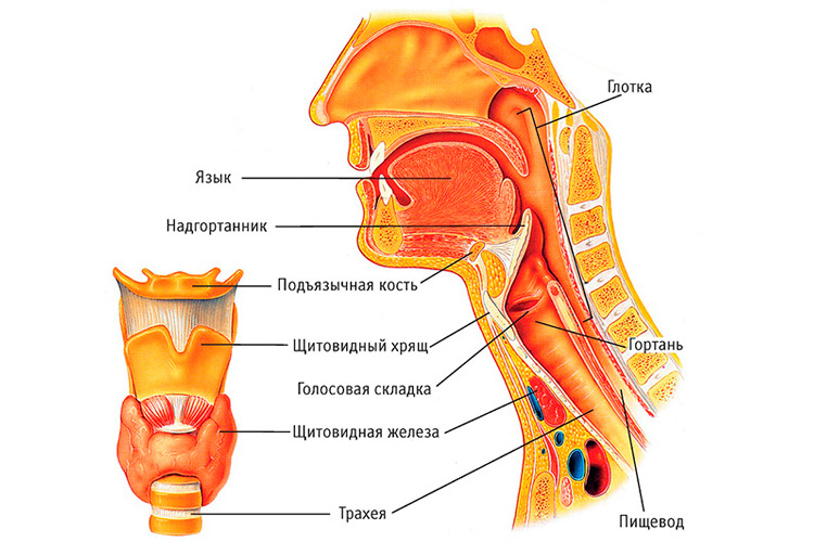 Отоларинголог ЛОР