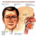 Гайморовы пазухи анатомия, симптомы воспаления, рентгенография