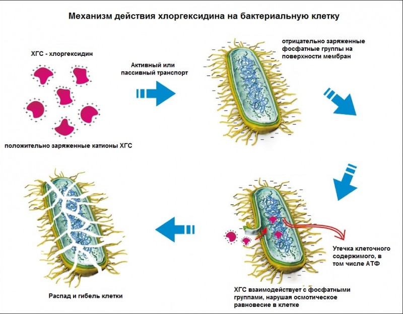 Механизм действия Хлоргексидина на бактериальную клетку