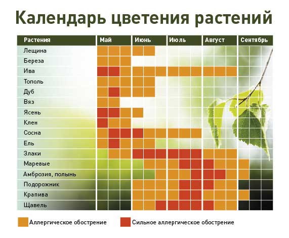 Аллергический гайморит как не допустить осложнения ринита