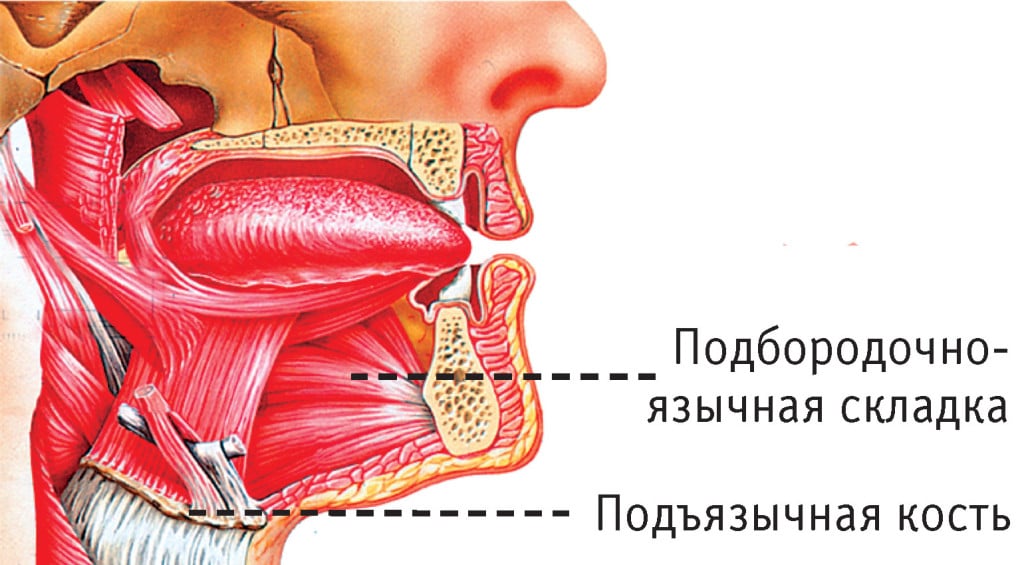 Мышцы Языка Анатомия Картинки