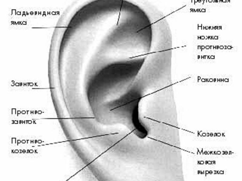 Анатомия среднего уха человека