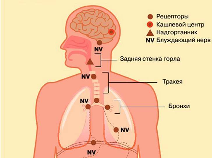 Составляющие кашлевого рефлекса