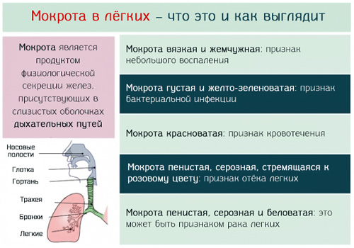 При кашле всегда образуется мокрота в легкий