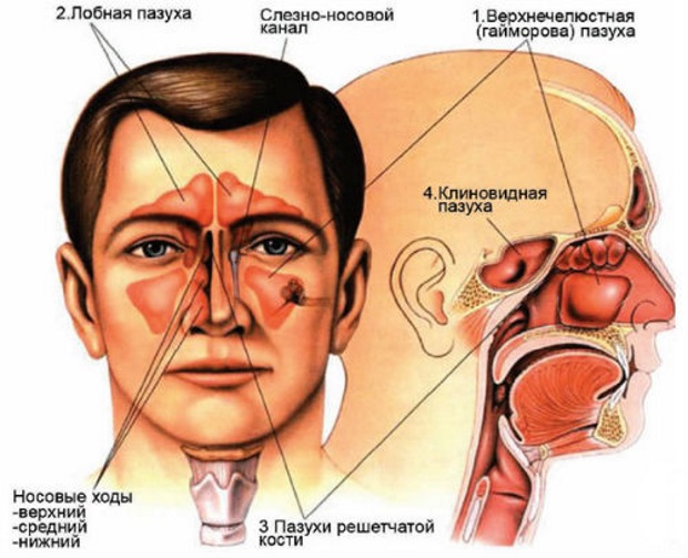 Профилактика катаральных болезней