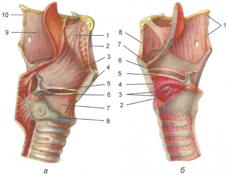 Что такое гортань и трахея - строение у человека, болезни