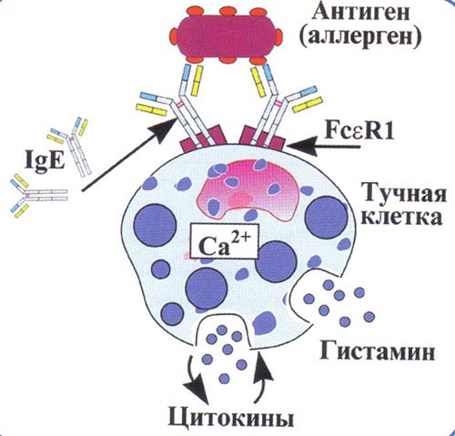 Гистамин играет важную роль в развитии аллергической реакции