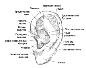 Анатомия среднего уха человека