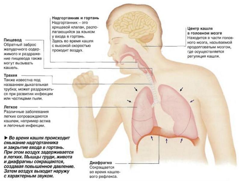 Лечение застарелого кашля у человека