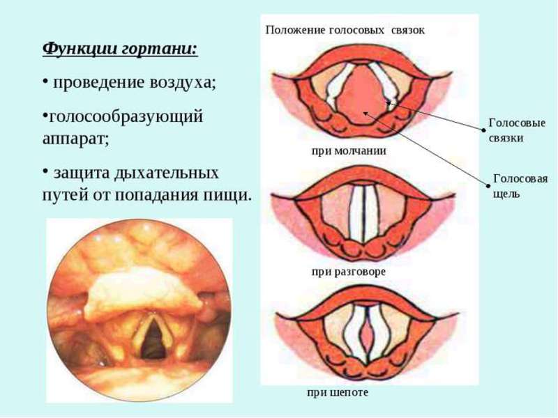 Воспаление носоглотки чем лечить в домашних условиях