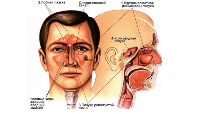 Пазухи околоносовые