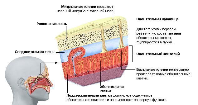 Обостренное обоняние причины и лечение