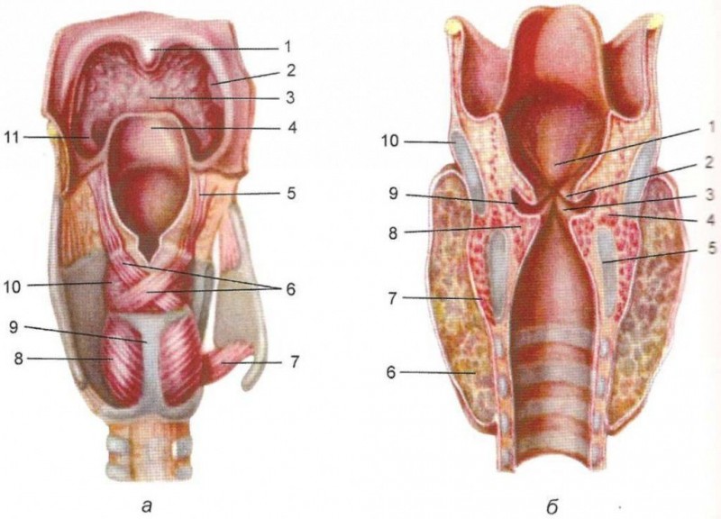 Что такое гортань и трахея - строение у человека, болезни