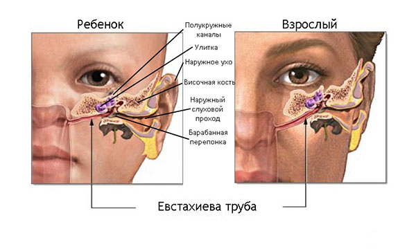 Схема строения евстахиевой трубы у взрослых и детей