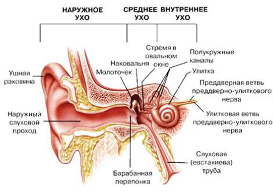 Избавляемся от боли в ухе быстро