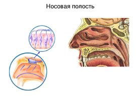 Можно ли капать в нос при насморке Левомицетин