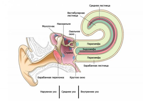 Строение слухового аппарата человека