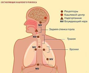 Принцип лечения удушающего кашля