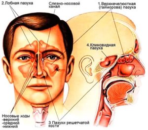 Как проводится МРТ пазух носа и что показывает