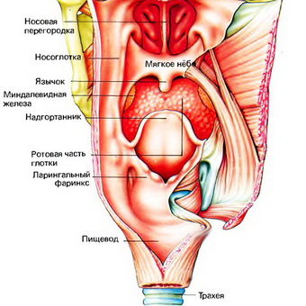 Заболевания гортани