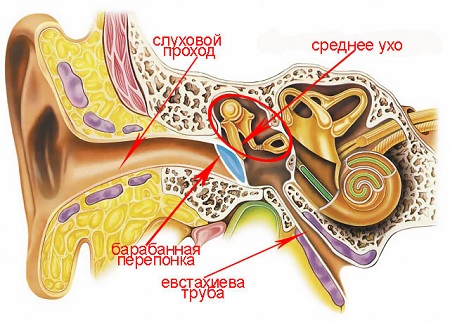 Анатомия среднего уха человека